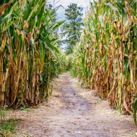 The best corn maze!