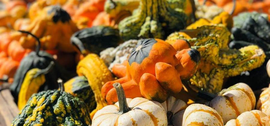 Welcome to Nick's Pumpkin Patch